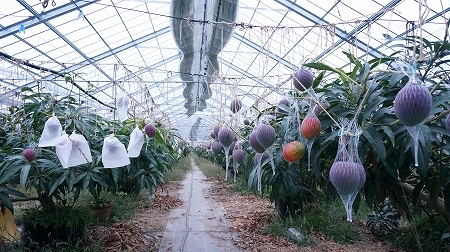和歌山県産大嶺農園鉢植えマンゴー