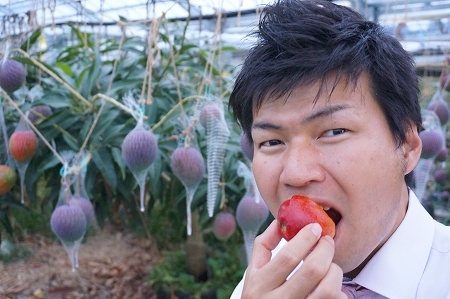 和歌山県産大嶺農園鉢植えマンゴー